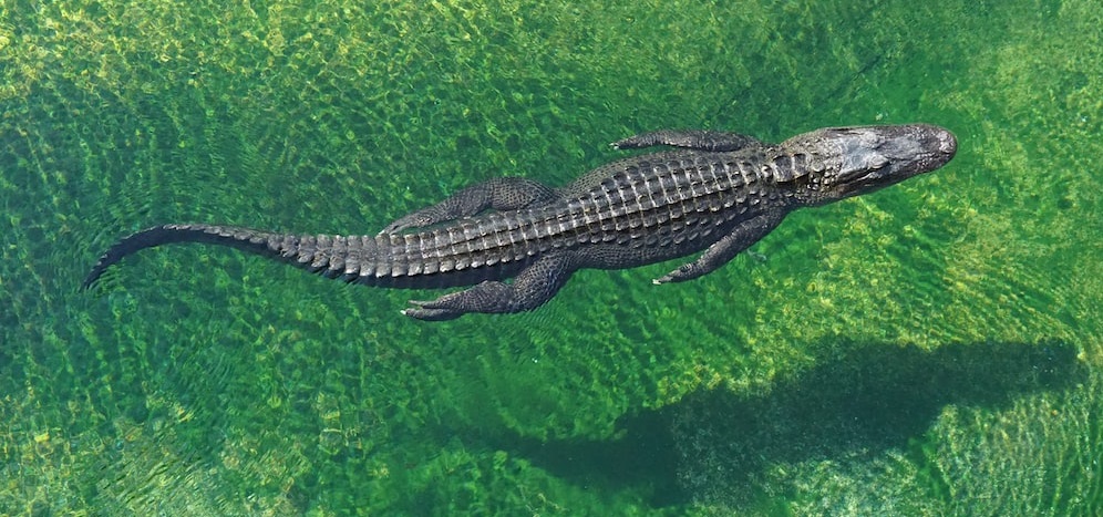 Crocodile’s ‘virgin birth’ is a First of Its Kind Phenomenon, New study