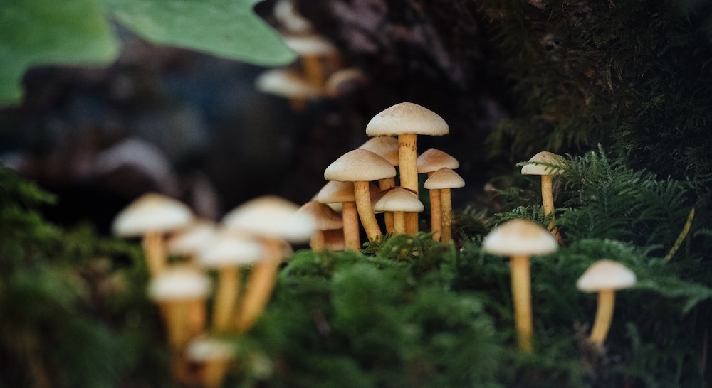 Fungi stores a third of carbon from fossil fuel emissions annually, new study