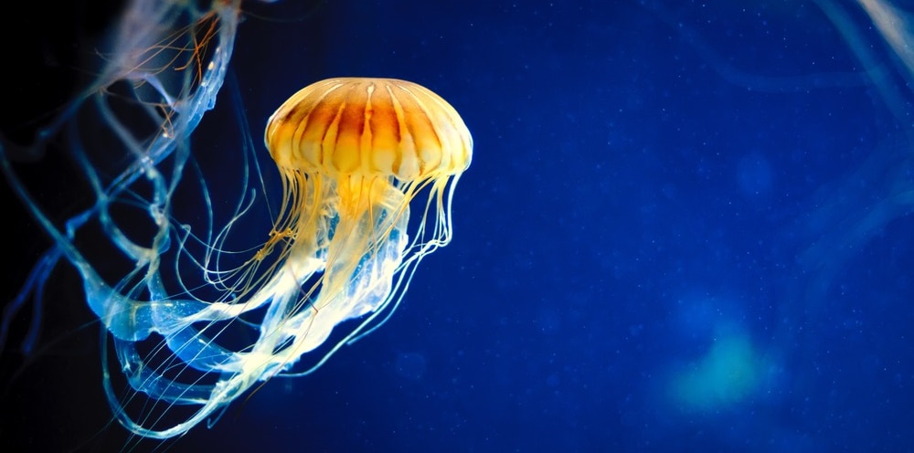 The Immortal Jellyfish: The Secrets of Eternal Life in Earth’s Oceans
