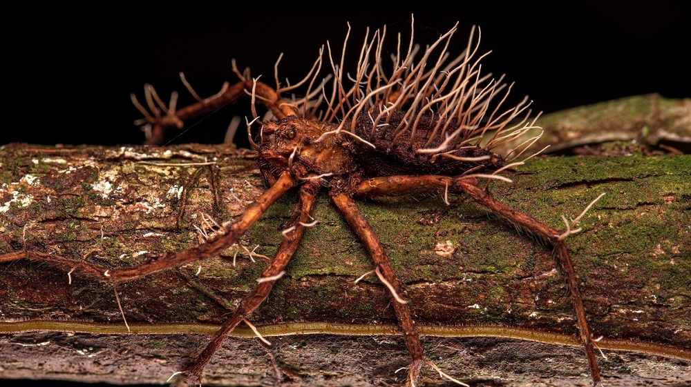 Giant Spider Consumed by Parasitic Fungus Unveiled in Horrifying Photo