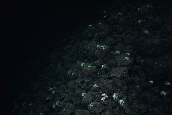 Remarkable Underwater Discovery Following a Trail of Crabs in the Galápagos